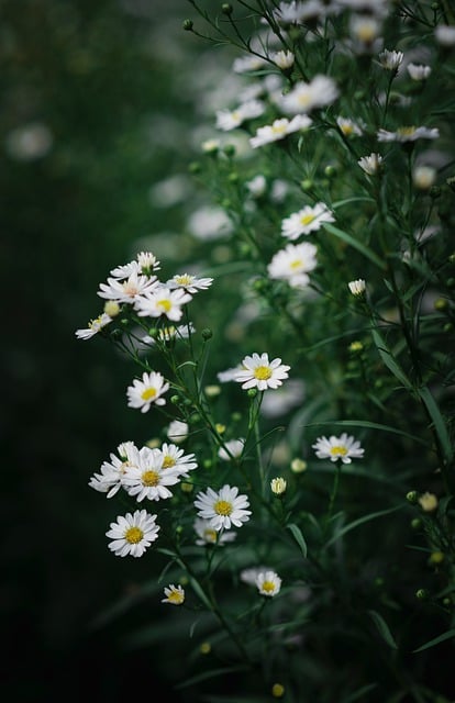 Hình ảnh đẹp nhất về hoa cúc trắng