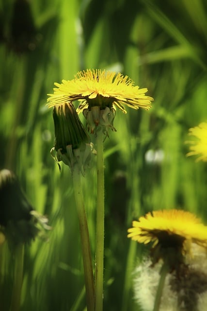 Free download phone wallpaper flowers dandelions free picture to be edited with GIMP free online image editor