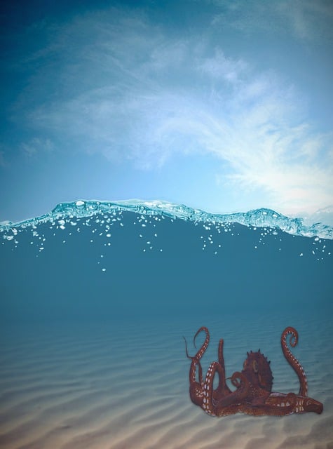 Free download phone wallpaper octopus animal free picture to be edited with GIMP free online image editor