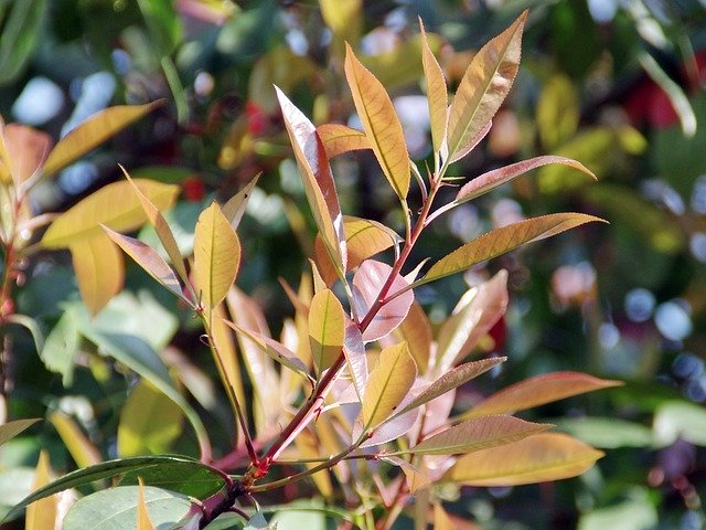 Free download Photinia Rosacea Pink -  free photo or picture to be edited with GIMP online image editor