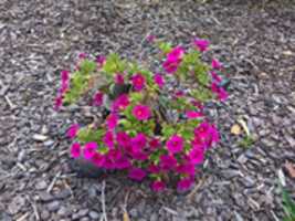 Free download Photo of Calibrachoa Hybrid Flowers free photo or picture to be edited with GIMP online image editor