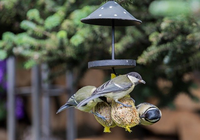 Free download Photo Of Titmouse Fat Balls Tit -  free photo or picture to be edited with GIMP online image editor