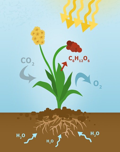 Free download Photosynthesis Diagram Of -  free illustration to be edited with GIMP free online image editor