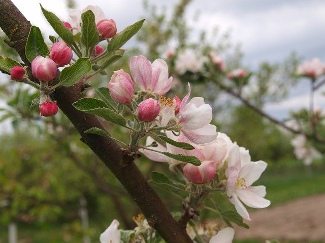 Free download Picnic Apple -  free photo or picture to be edited with GIMP online image editor