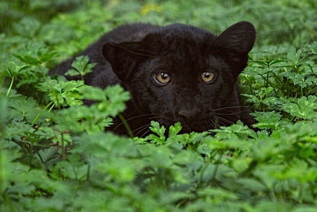 Free download picture black panther leopard free picture to be edited with GIMP free online image editor