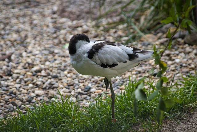 Free download pied avocet bird sleep nap wader free picture to be edited with GIMP free online image editor