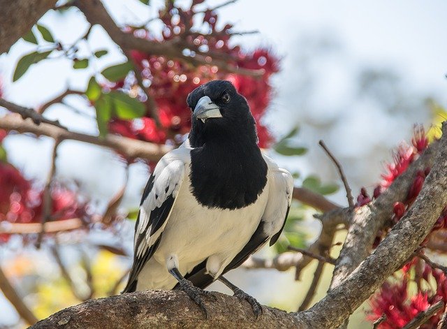 Free download Pied Butcherbird Bird -  free photo or picture to be edited with GIMP online image editor