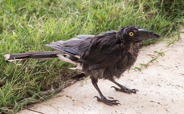 Free download Pied Currawong Young Strepera -  free photo or picture to be edited with GIMP online image editor