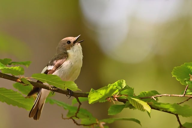 Free download pied flycatcher bird sunrise spring free picture to be edited with GIMP free online image editor