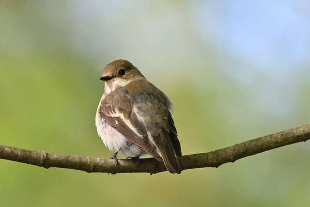 Free download pied flycatcher branch park bird free picture to be edited with GIMP free online image editor