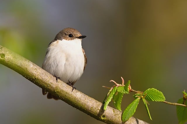 Free download pied flycatcher branch park species free picture to be edited with GIMP free online image editor