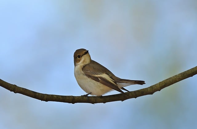 Free download pied flycatcher songbird spring free picture to be edited with GIMP free online image editor