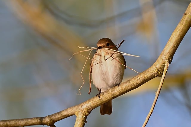 Free download pied flycatcher songbird sunrise free picture to be edited with GIMP free online image editor