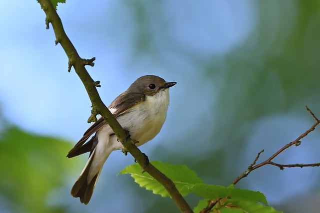 Free download pied flycatcher sunrise spring park free picture to be edited with GIMP free online image editor