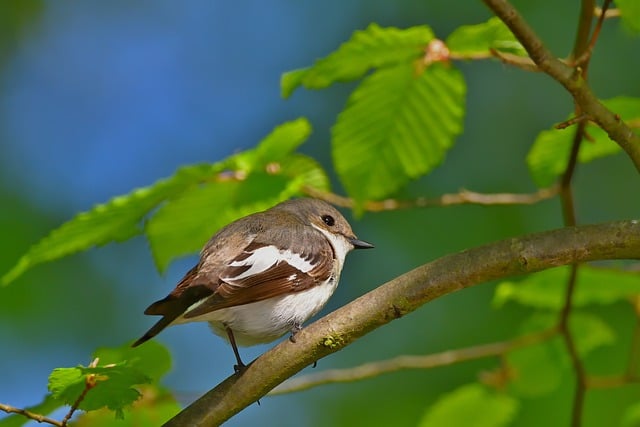 Free download pied flycatcher tree spring park free picture to be edited with GIMP free online image editor