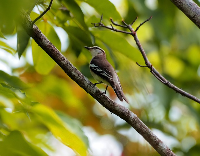 Free download pied triller brown wild bird perch free picture to be edited with GIMP free online image editor