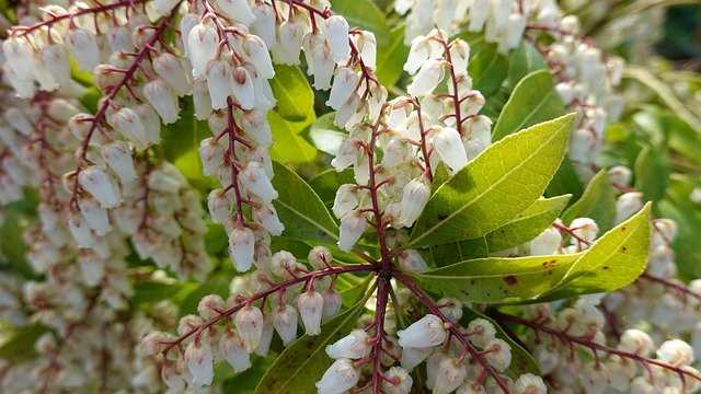 Free download Pieris Japonica Rotsheide White -  free photo or picture to be edited with GIMP online image editor