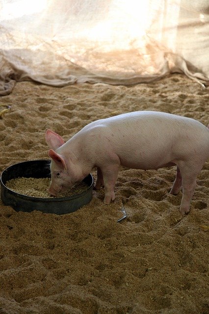 Free download Pig Animal Eating -  free photo or picture to be edited with GIMP online image editor