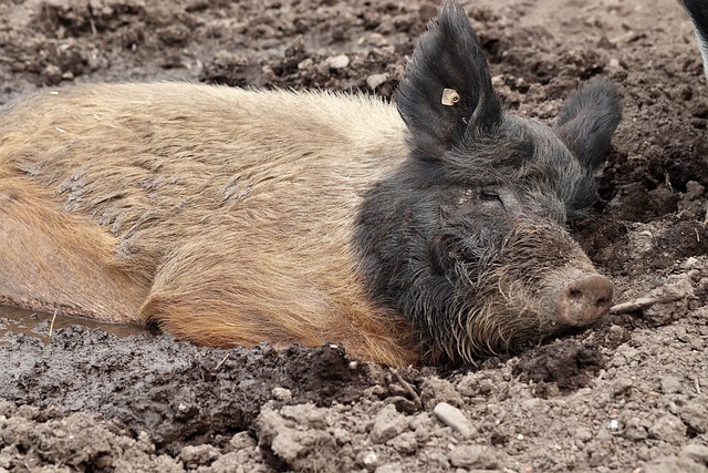 Free download pig domestic pig mammal wallow free picture to be edited with GIMP free online image editor