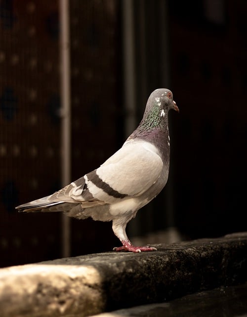 Free download pigeon bird beak feathers peace free picture to be edited with GIMP free online image editor