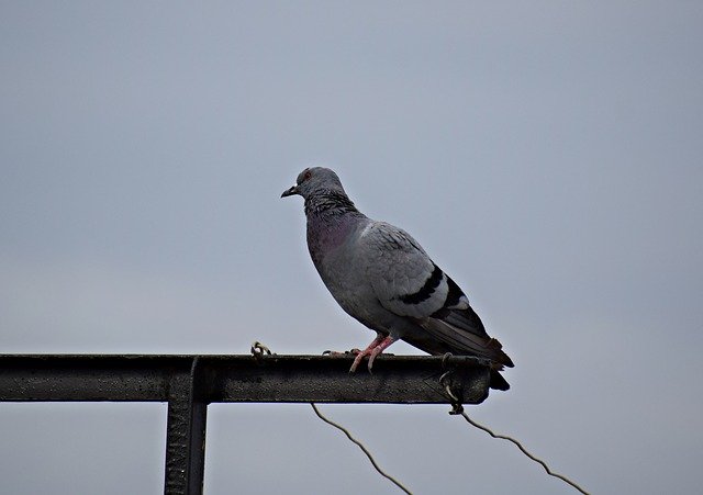 Free download Pigeon Bird Nature -  free photo or picture to be edited with GIMP online image editor