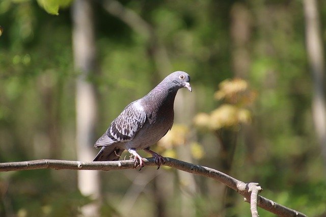 Tải xuống miễn phí Pigeon Bird Ornithology - ảnh hoặc ảnh miễn phí được chỉnh sửa bằng trình chỉnh sửa ảnh trực tuyến GIMP