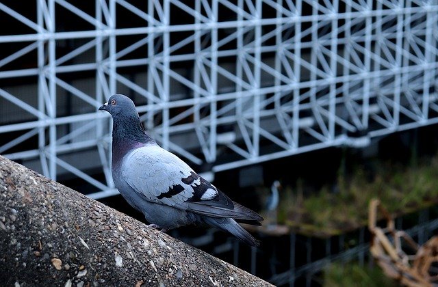 Free download pigeon bird perched wildlife free picture to be edited with GIMP free online image editor