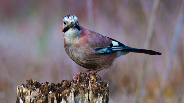 Free download pigeon bird tree trunk animal free picture to be edited with GIMP free online image editor