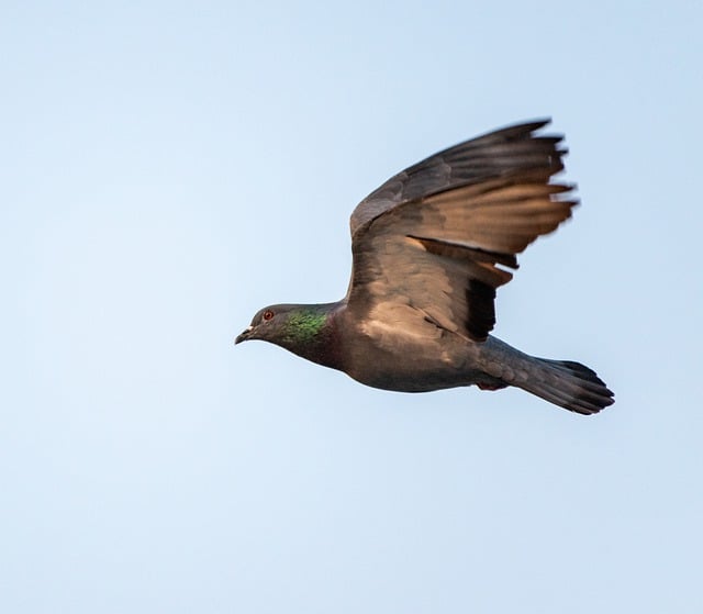 Free download pigeon bird wings fly freedom free picture to be edited with GIMP free online image editor