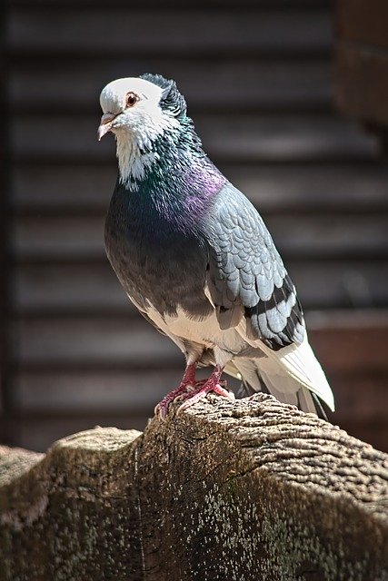 Free download Pigeon Color Bird -  free photo or picture to be edited with GIMP online image editor