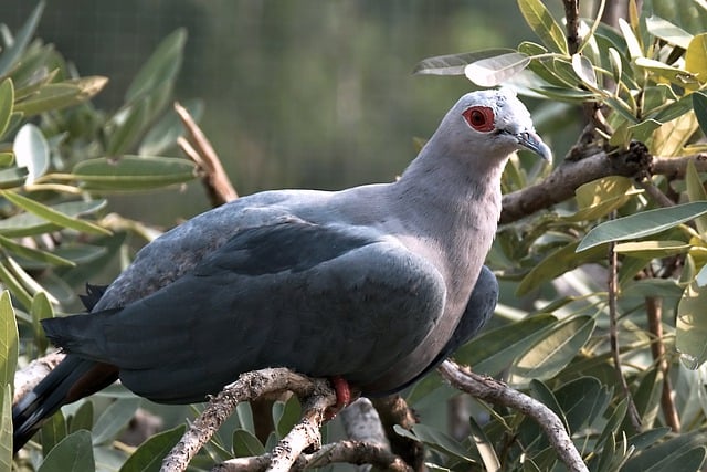 Free download pigeon dove bird animal wildlife free picture to be edited with GIMP free online image editor