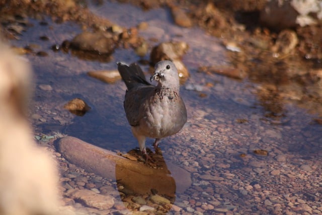 Free download pigeon dove birds drinking water free picture to be edited with GIMP free online image editor