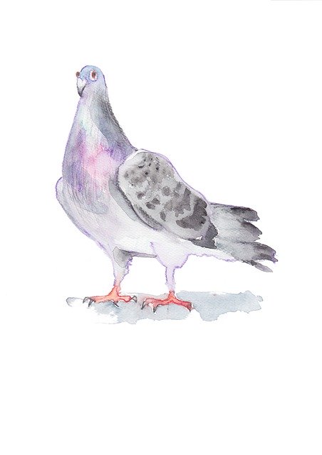 Free download Pigeon Dove Drawing -  free illustration to be edited with GIMP free online image editor