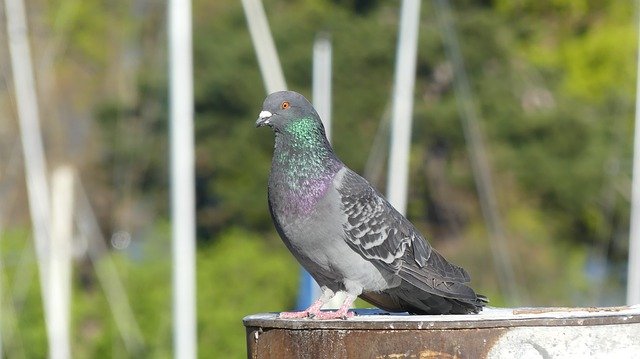 Free download Pigeon Nature Bird -  free photo or picture to be edited with GIMP online image editor