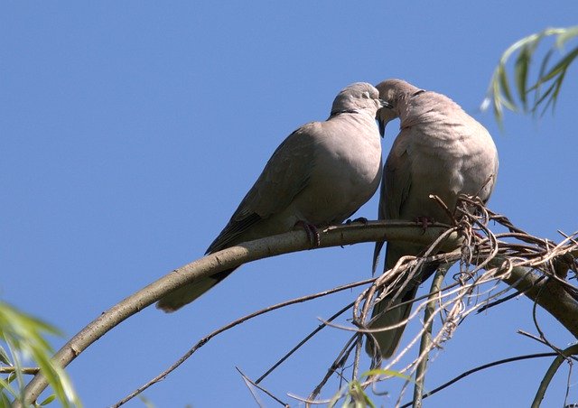 Free download Pigeon Pair Love -  free photo or picture to be edited with GIMP online image editor