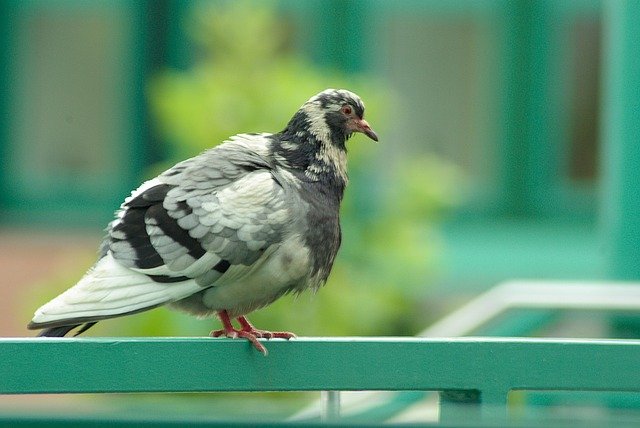 Free download Pigeon Railing Sitting free photo template to be edited with GIMP online image editor