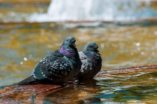 Free download pigeons birds fountain water free picture to be edited with GIMP free online image editor