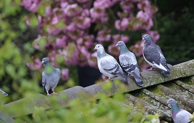 Free download pigeons birds group spring free picture to be edited with GIMP free online image editor