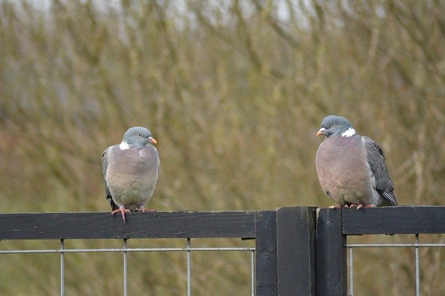 Free download Pigeons Birds Natural -  free photo or picture to be edited with GIMP online image editor