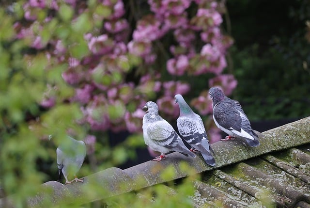 Free download pigeons birds weary yawning spring free picture to be edited with GIMP free online image editor