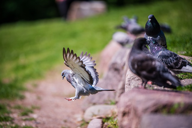 Free download pigeons birds wildlife nature free picture to be edited with GIMP free online image editor