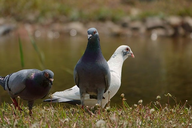 Free download pigeons doves birds feathers free picture to be edited with GIMP free online image editor