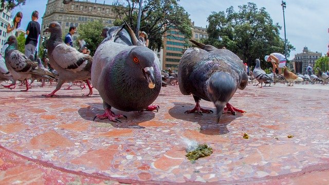 Free download Pigeons Eating Plaza -  free photo or picture to be edited with GIMP online image editor