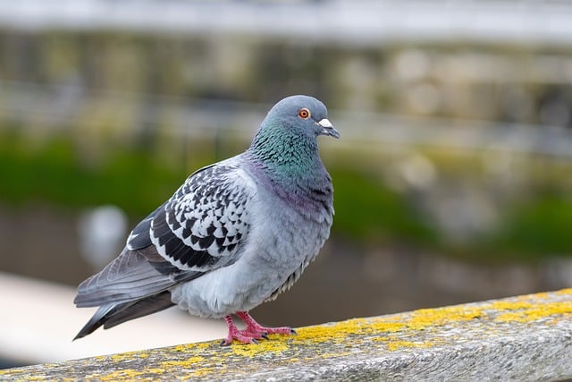 Free download pigeon stock dove wood pigeon free picture to be edited with GIMP free online image editor