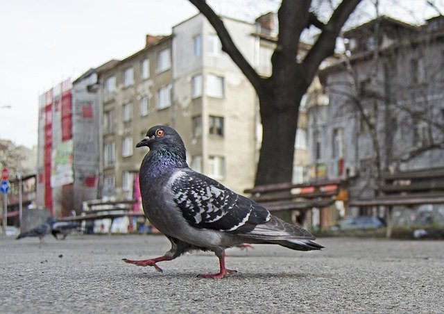 Free download Pigeon Strutting Park -  free photo or picture to be edited with GIMP online image editor