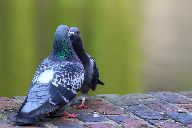 Free download pigeons wildlife birds free picture to be edited with GIMP free online image editor