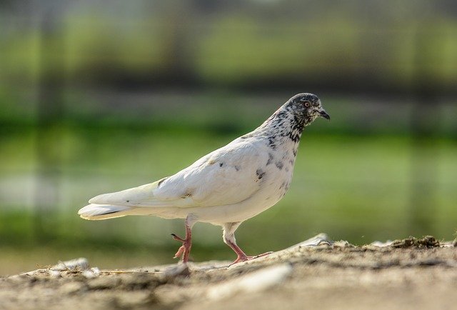 Free download Pigeon White -  free photo or picture to be edited with GIMP online image editor