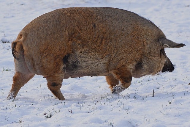 Free download pig farm yard mangalitza pig free picture to be edited with GIMP free online image editor