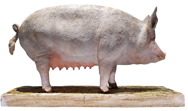 Free download Pig Model Agriculture -  free photo or picture to be edited with GIMP online image editor