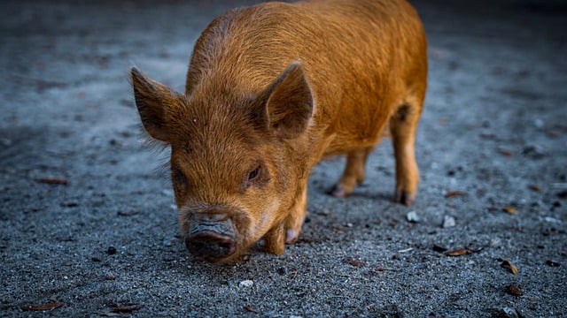 Free download pig piglet farm porcupine animal free picture to be edited with GIMP free online image editor